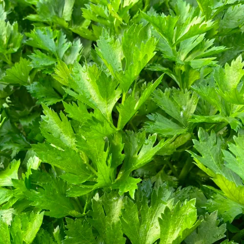 セロリ